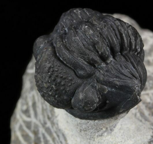 Bargain, Gerastos Trilobite Fossil - Morocco #52145